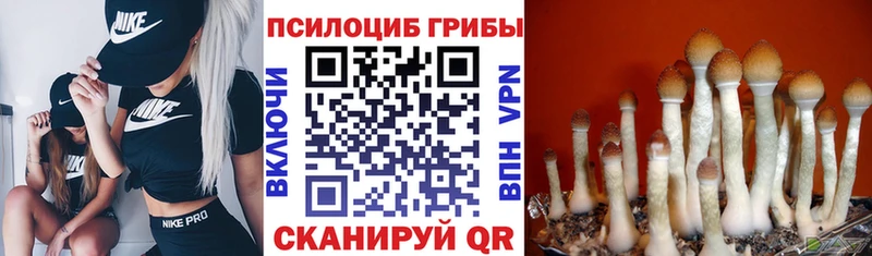 гидра сайт  Борисоглебск  Псилоцибиновые грибы Psilocybe  где найти  